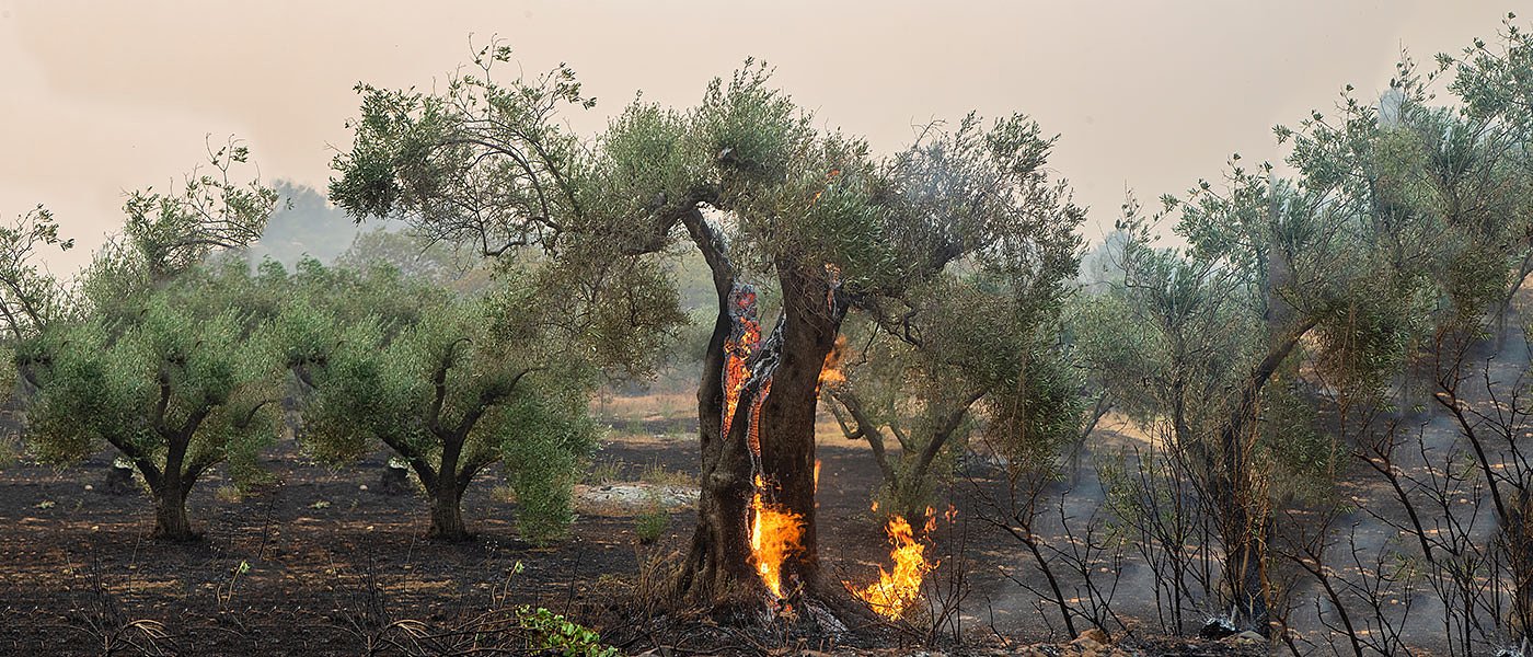 Πληρωμή ΕΛΓΑ 13,5 εκ. ευρώ για εξόφληση πυρκαγιών 2021, πότε πάει εξόφληση για 2022 και 2023