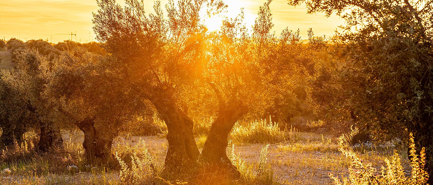 Προτάσεις για τη δημιουργία ενός σύγχρονου και λειτουργικού ελαιοκομικού μητρώου