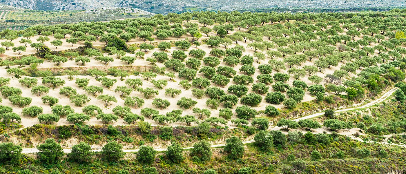 Τι συμβαίνει με το ελαιοκομικό μητρώο, τι θα ισχύσει με τα πρόστιμα