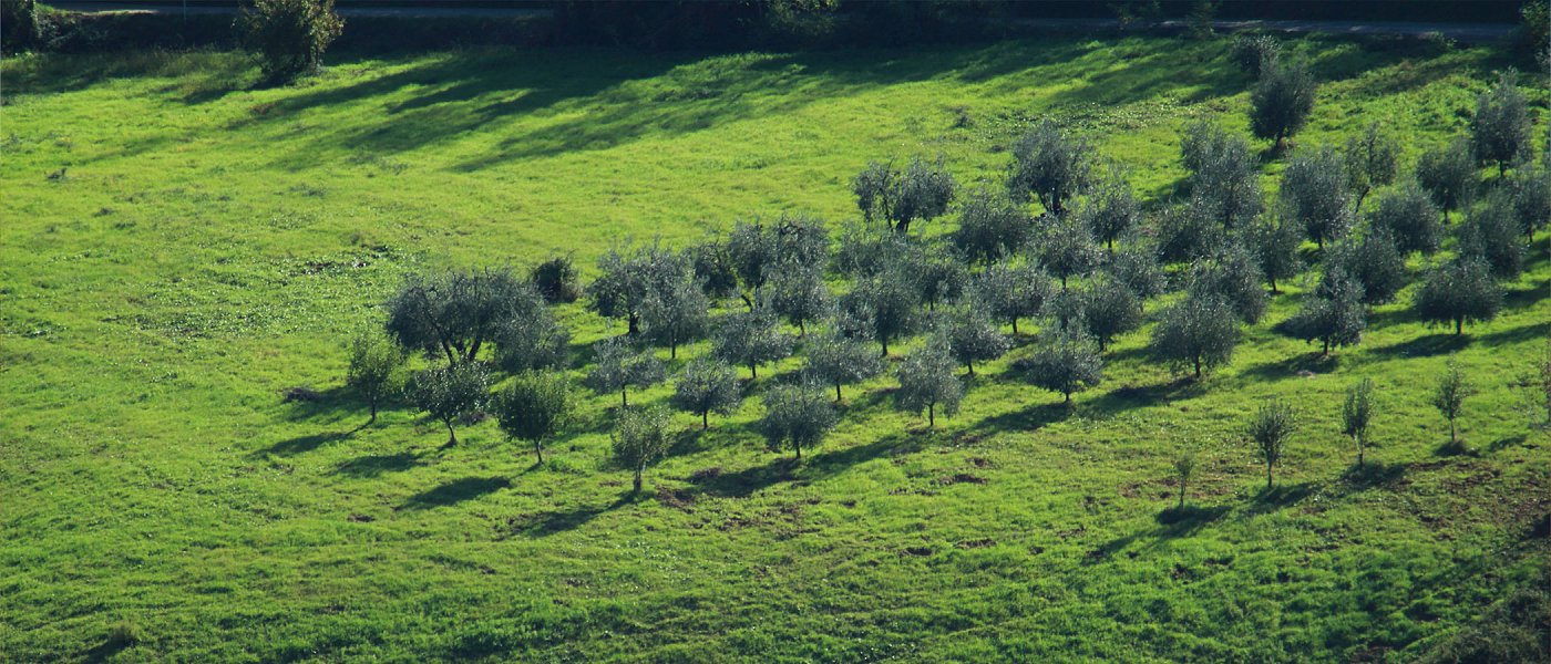 Ζημιές στην παραγωγή ελαιολάδου σε Ισπανία και Πορτογαλία και μειωμένα αποθέματα προβλέπει η ΕΕ
