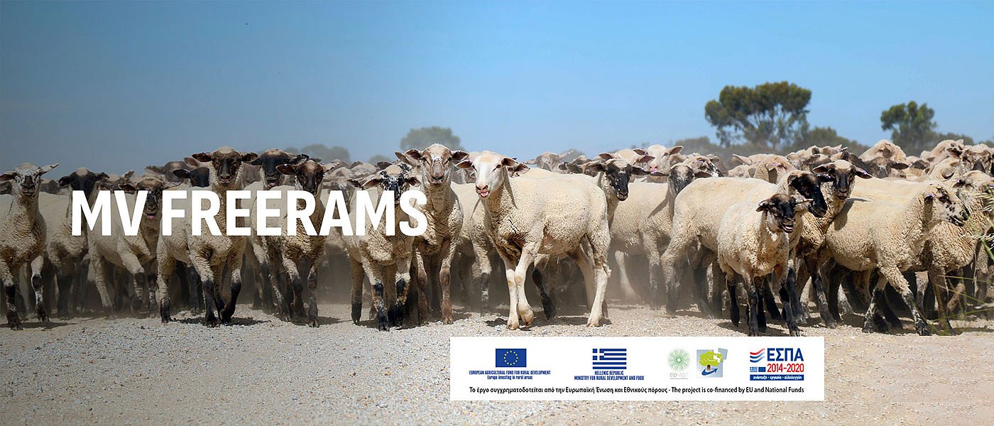 Ημερίδα της Επιχειρησιακής Ομάδας MVFREE RAMS για την εξυγίανση της προβατοτροφίας από την Προϊούσα Πνευμονία
