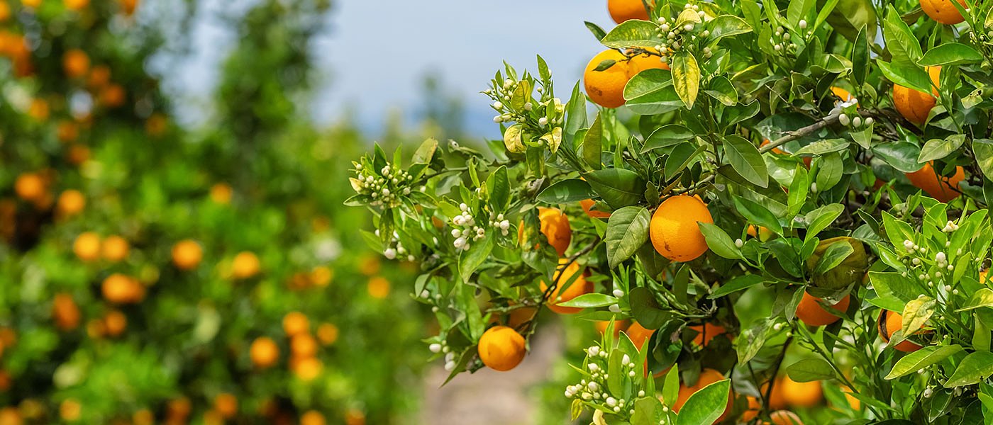 Επιβεβαιώθηκε η παρουσία εντόμου καραντίνας σε περιοχή της Λακωνίας, ποια τα συμπτώματα στους καρπούς