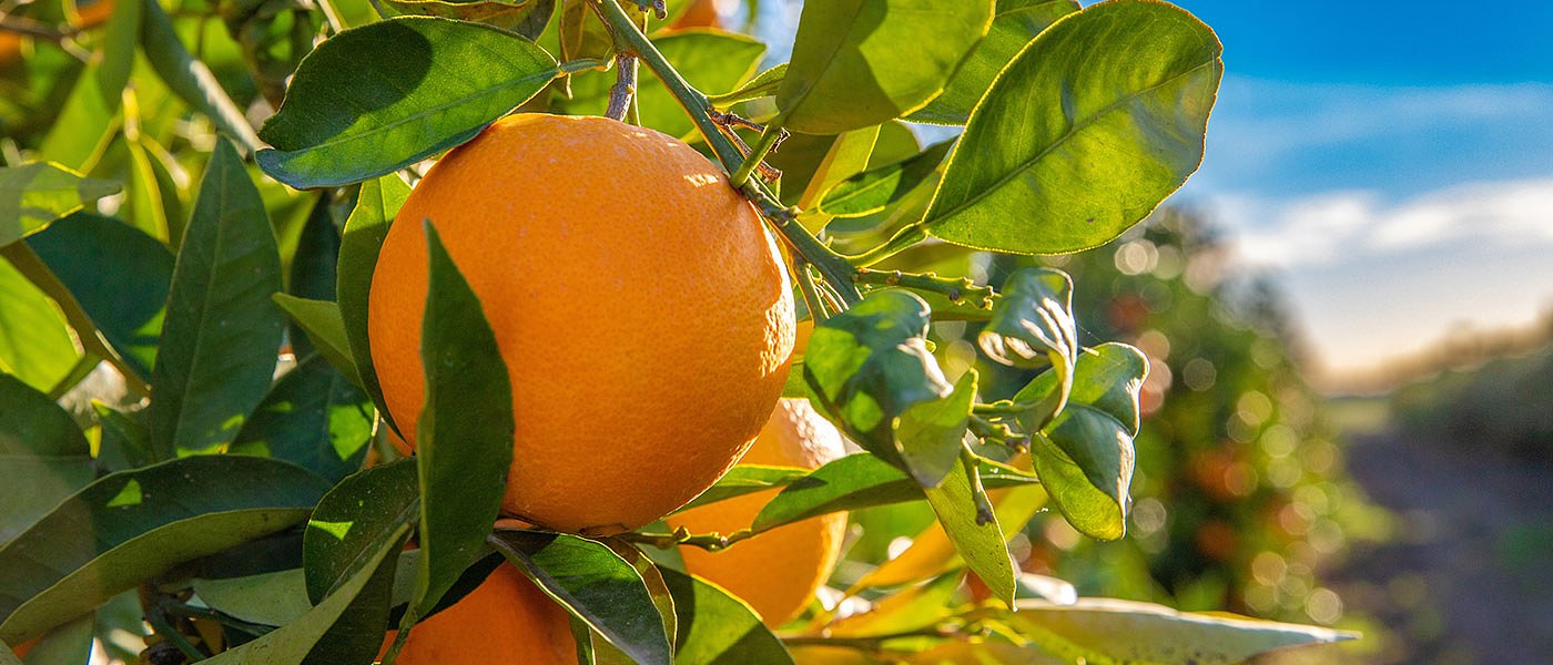 Καλή ζήτηση και τιμές έχουν τα Βαλέντσια, οι κοπές γίνονται με καλούς ρυθμούς