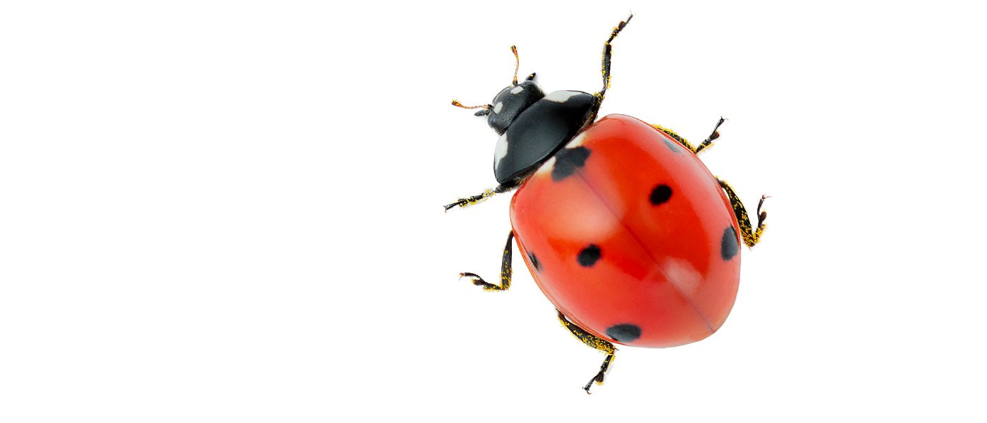 Βιολογικές μέθοδοι και ωφέλιμα έντομα – στο προσκήνιο της πρώτης ημέρας του 20ού Πανελλήνιου Εντομολογικού Συνεδρίου