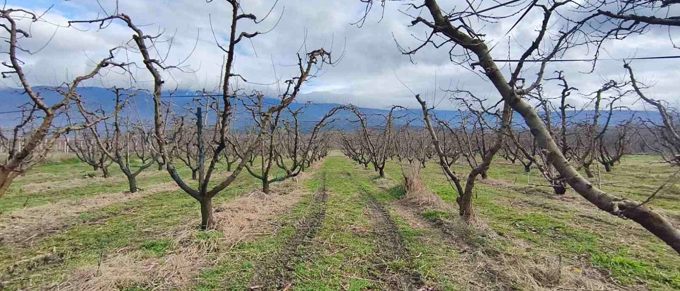 Ροδακινιά: Βασική λίπανση και Φυτοπροστασία πριν την άνθηση