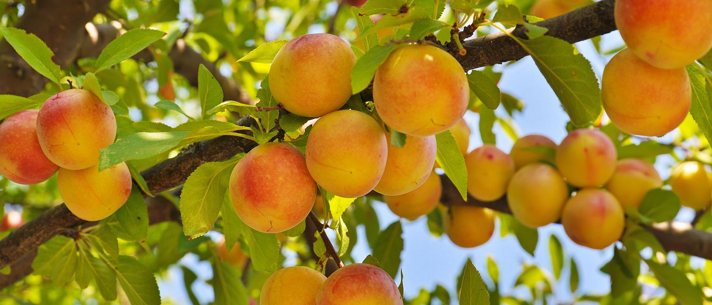Τι ειπώθηκε στην συνάντηση των εκπροσώπων Αγροτικών Συλλόγων Πέλλας και Ημαθίας με την ΕΚΕ