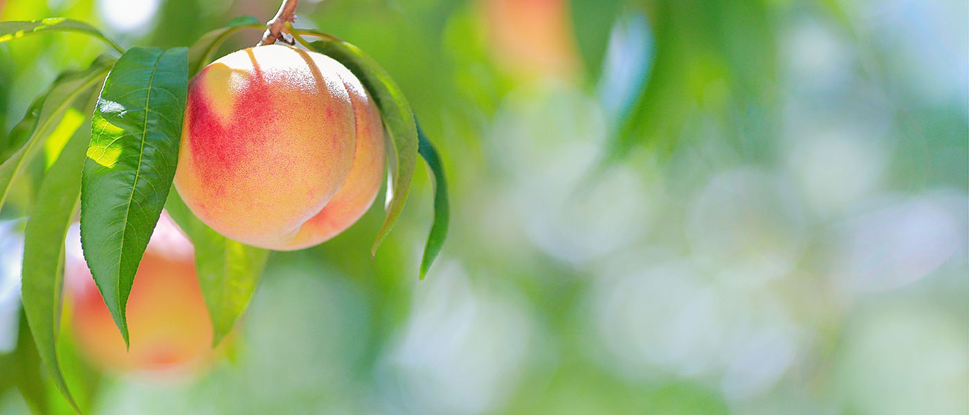 Φύτευση ροδακινιάς: Τα σωστά βήματα πριν μπει το πρώτο δέντρο στο χωράφι
