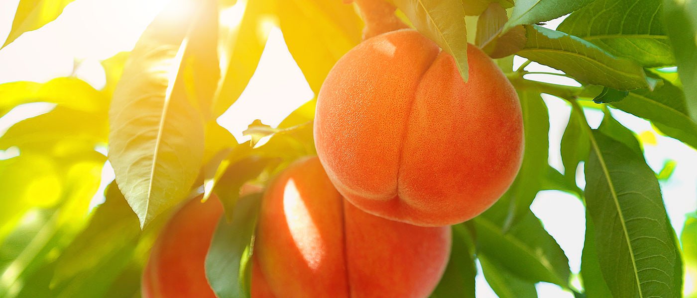 Βήμα για τη σύσταση της Διεπαγγελματικής Οργάνωσης Ροδακίνων – Υπεγράφη το καταστατικό