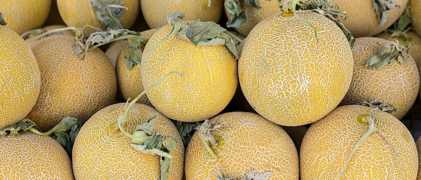 Πεπόνι και αλευρώδης: Ποιες ποικιλίες δείχνουν φυσική ανθεκτικότητα