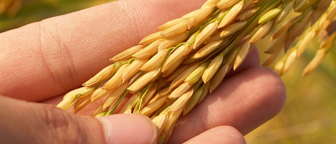 Ρύζι: Μείωση εκτάσεων, χαμηλές τιμές και έντονη επιφυλακτικότητα πριν τη σπορά