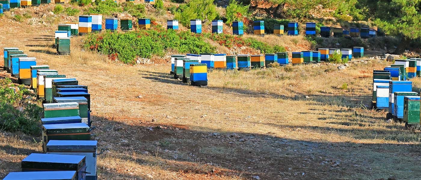 Ανακοινώθηκαν τα ποσά ενίσχυσης και οι δικαιούχοι τεσσάρων μελισσοκομικών δράσεων