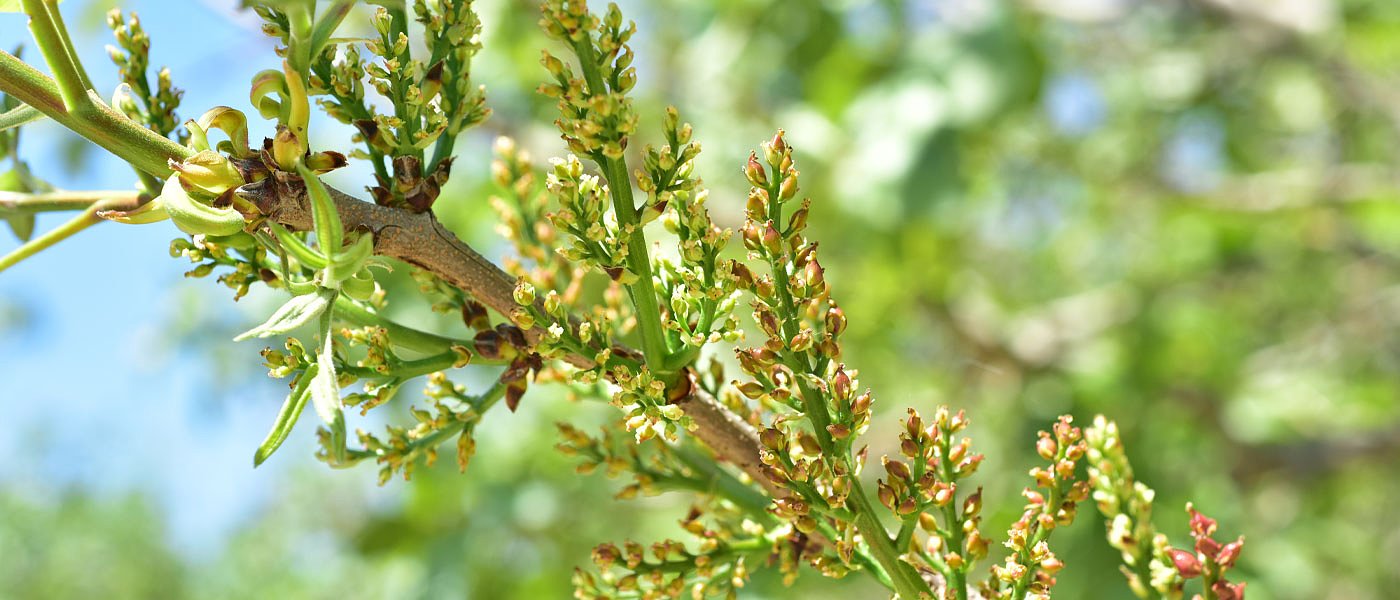 Ανθοφορία φιστικιάς: Εξέλιξη, καιρικές συνθήκες και βλέμμα στη νέα παραγωγή
