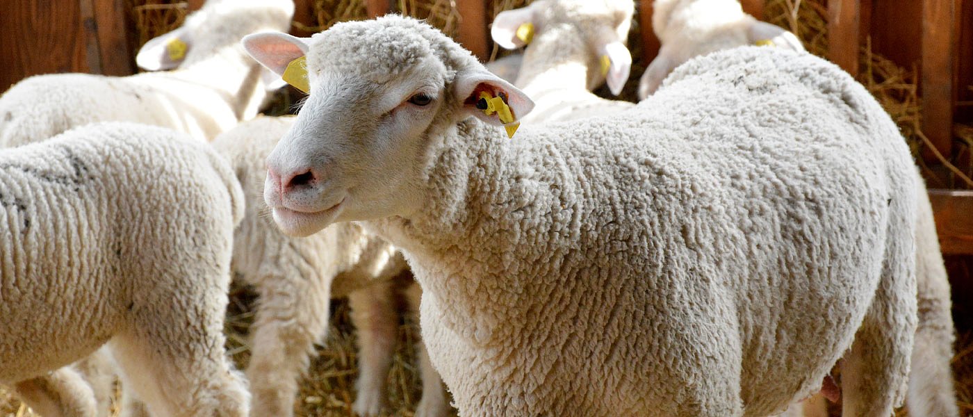 Το ΥΠΑΑΤ ενημερώνει για νέες εστίες Καταρροϊκού Πυρετού – με στοιχεία έως τα τέλη Οκτωβρίου