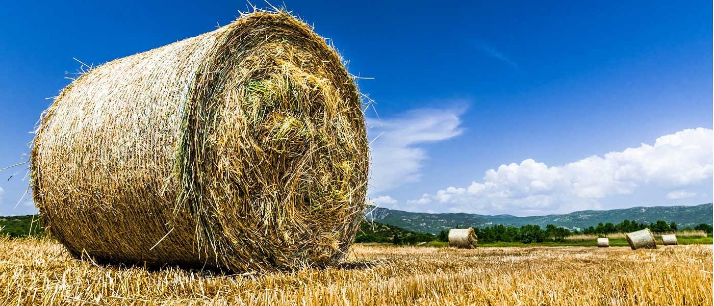 Τι αφορά το πιλοτικό πρόγραμμα εκμίσθωσης αγροτικών ακινήτων, σε ποιες περιοχές θα εφαρμοστεί