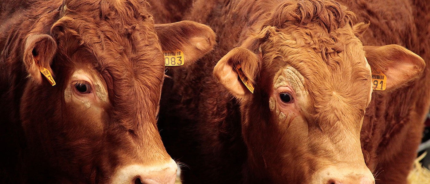 Στο ΦΕΚ αλλαγές στην συνδεδεμένη ενίσχυση στο βόειο που ισχύουν από το 2025