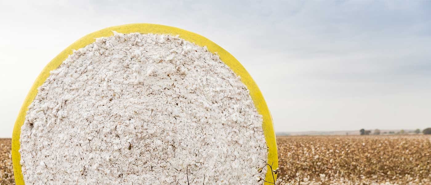 Πτωτική η παγκόσμια αγορά βαμβακιού το 2024/25 σύμφωνα με την ICAC