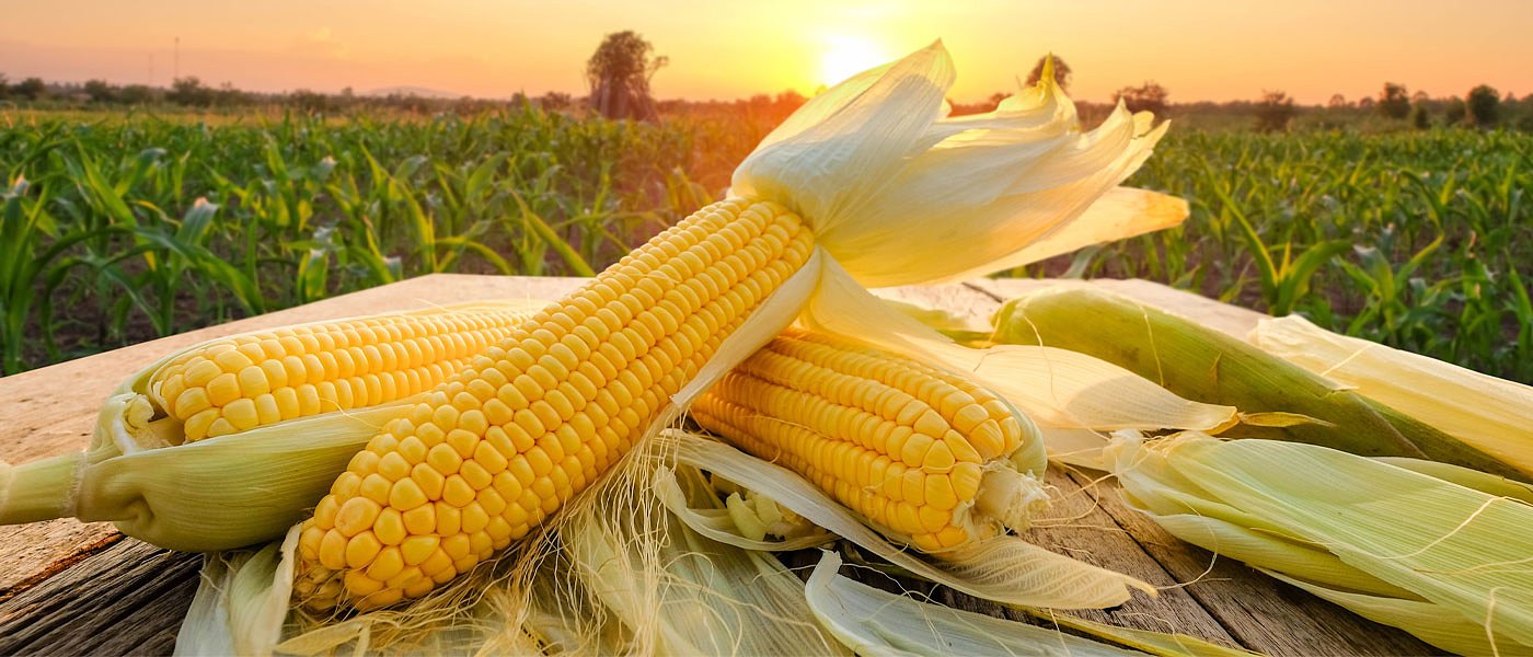 Καλαμπόκι: Αρνητικό ρεκόρ 50 ετών θα έχει η παραγωγή της Γαλλίας, μείωση κατά 15% στην παραγωγή της ΕΕ
