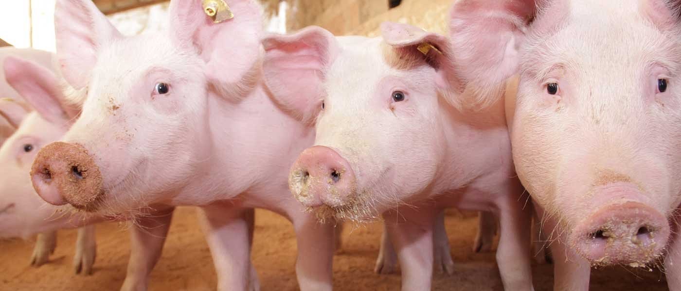 Χοιρινό στην ΕΕ: Ανάκαμψη τιμών με φόντο την παραγωγή και τις εξαγωγές της προηγούμενης χρονιάς