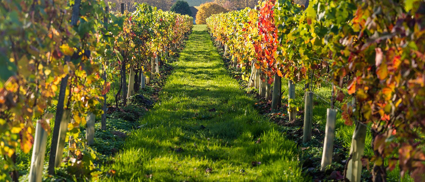 Η Γαλλία ενεργοποιεί σχέδιο οριστικής εκρίζωσης αμπελώνων – 130 εκ. ευρώ για τη σταθεροποίηση της οινοπαραγωγής