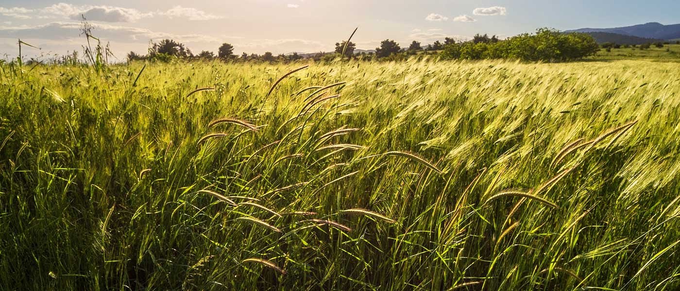 Νέοι Κανόνες για τις Γονιδιακές Τεχνικές στην ΕΕ: Τι Αλλάζει για τον Αγροτικό Τομέα