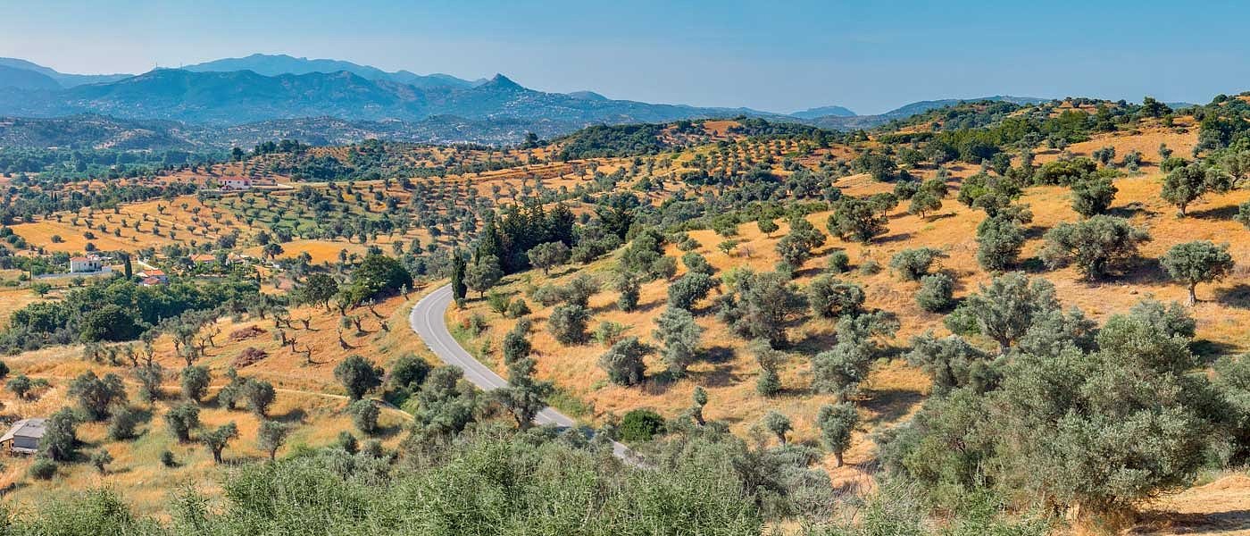 Ο ισπανικός ελαιώνας σε τροχιά σταθερής διεύρυνσης – πάνω από 2,8 εκατ. εκτάρια το 2025