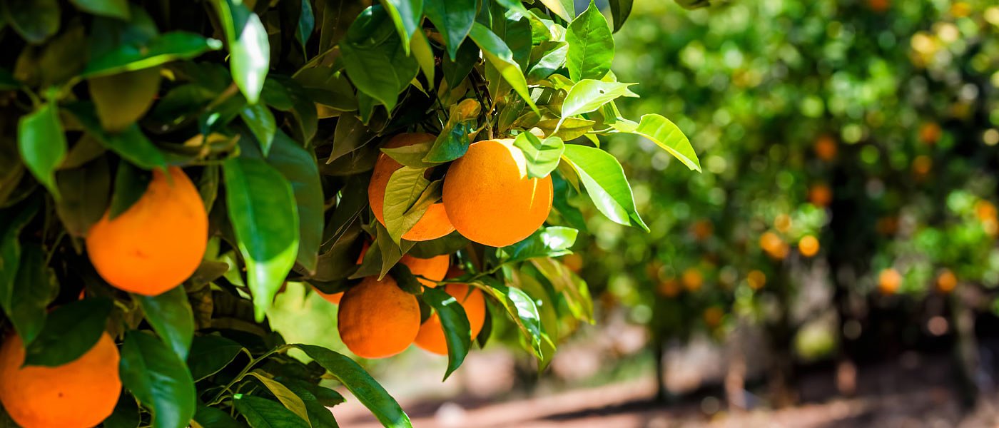Ζημιές στα πορτοκάλια της Ηλείας από τις ανεμοθύελλες – Αναμονή για αυτοψίες