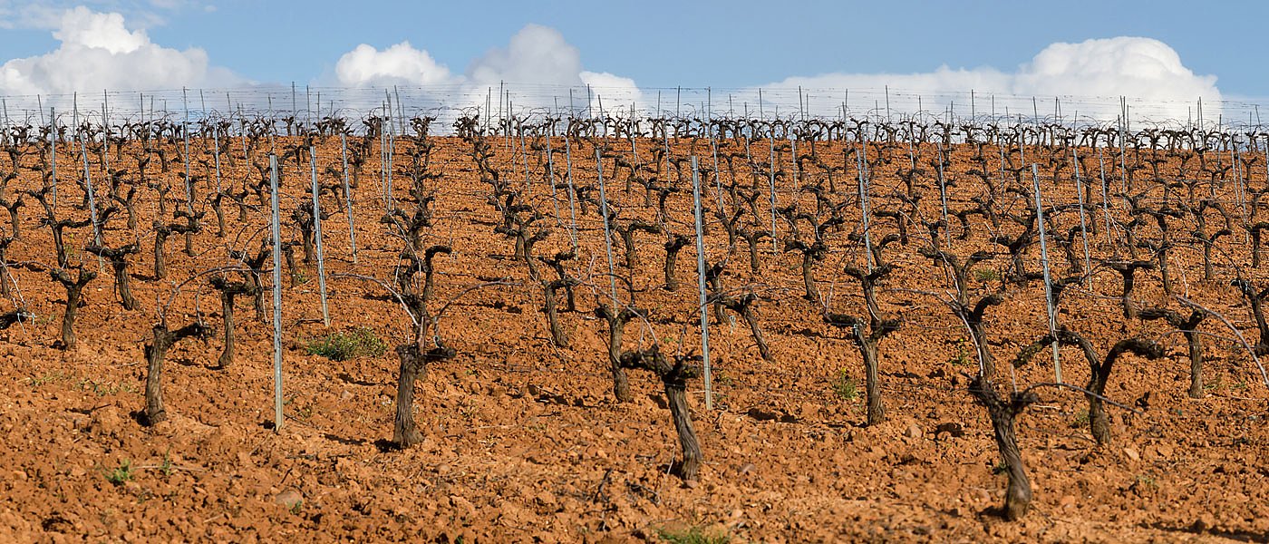 Στα 11,7 εκατ. ευρώ η κατανομή για την αναδιάρθρωση αμπελώνων 2025-2026 – Αφορά 7.060,5 στρέμματα