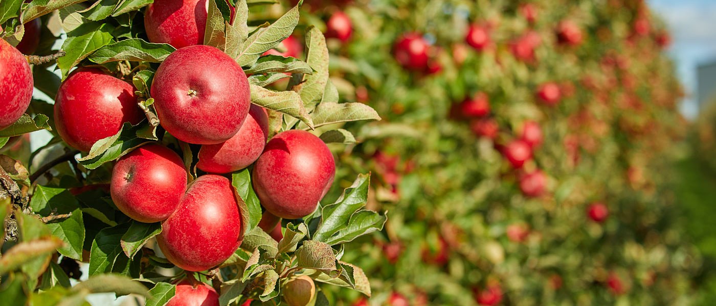 Η σημασία των μετασυλλεκτικών χειρισμών στα μηλοειδή