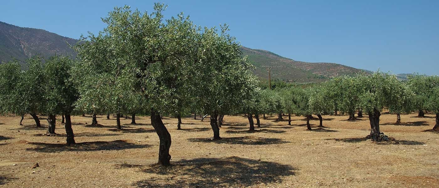 Άρχισαν οι παραδόσεις υλικών δακοκτονίας για την περίοδο 2026–2028