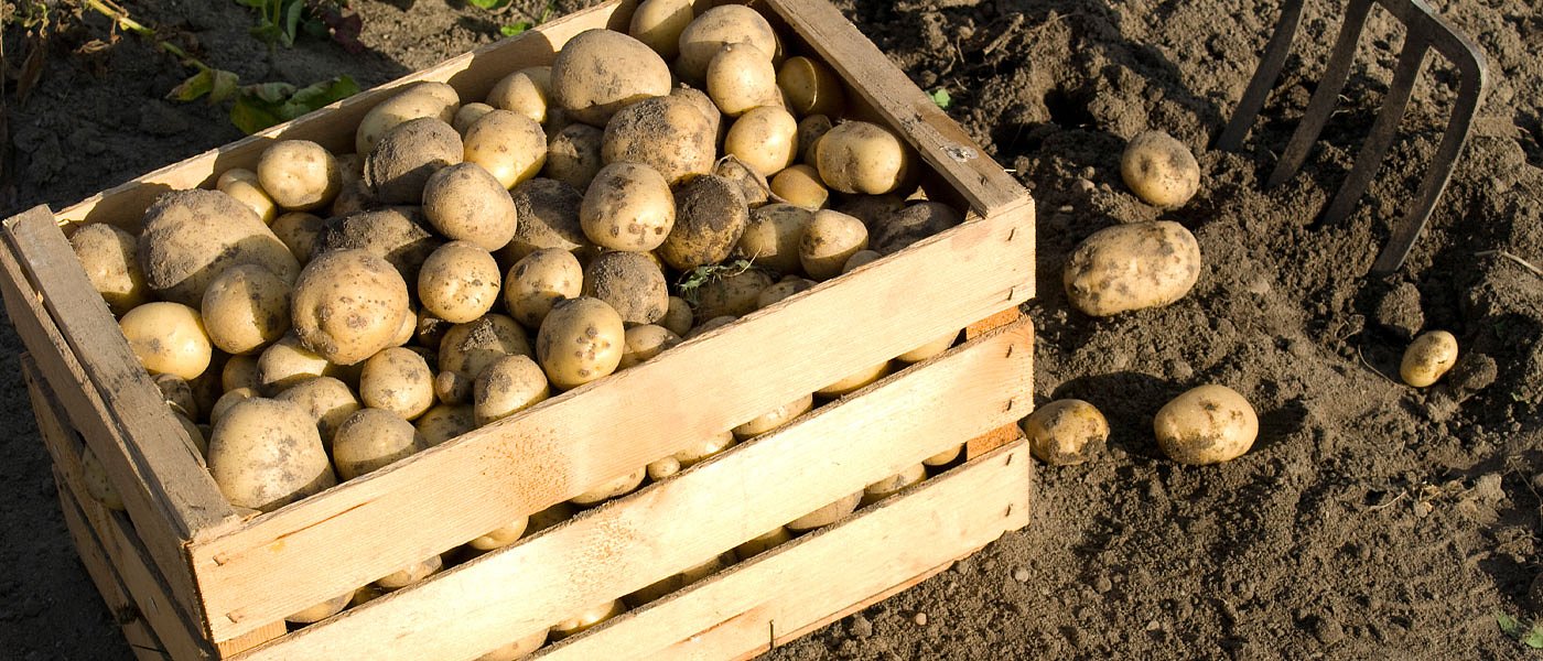 Πατάτα: Χαμηλές τιμές και καιρικά προβλήματα στη φθινοπωρινή καλλιέργεια – Τα πρώτα βήματα της θερινής