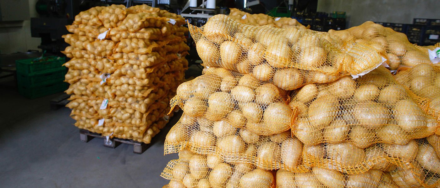 Φθινοπωρινή πατάτα: Διαφορετικές ταχύτητες αλλά κοινές αγωνίες για τους παραγωγούς