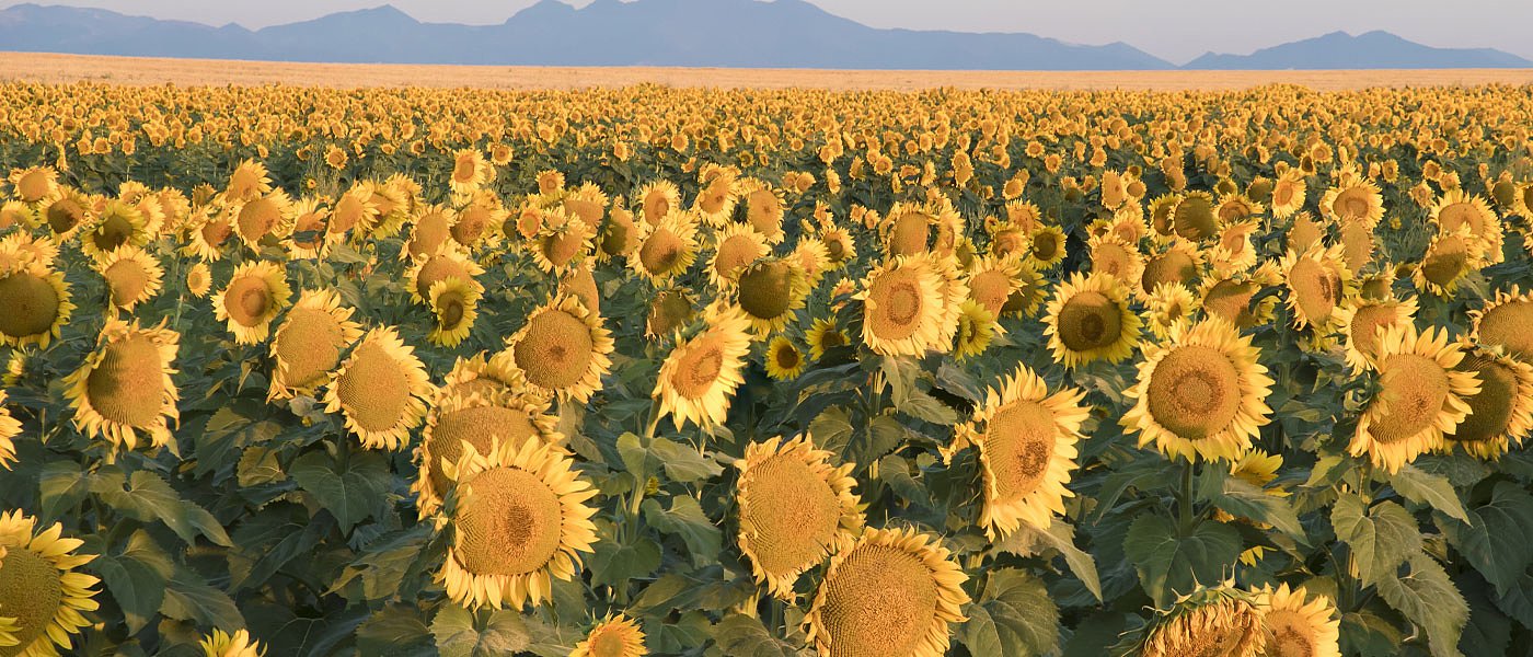 Ηλίανθος: Οι σωστές βάσεις πριν τη σπορά κάνουν τη διαφορά