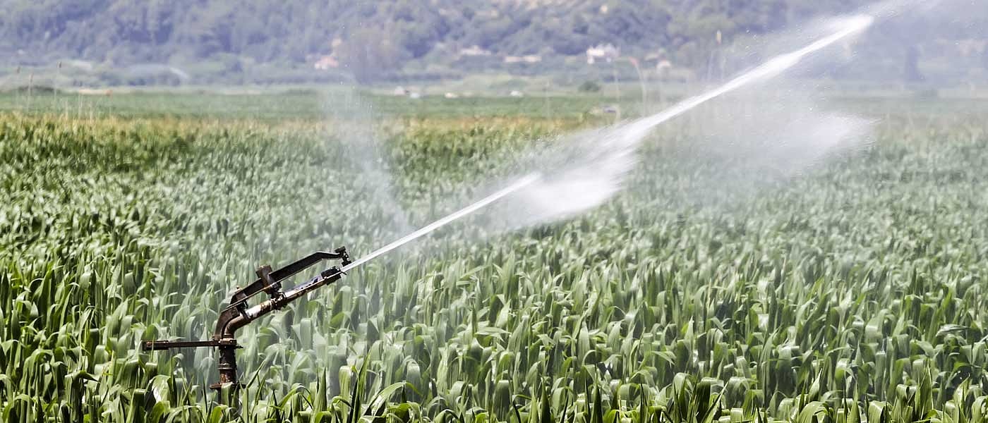 Καλαμπόκι: Η άρδευση περνά στο επίκεντρο της καλλιέργειας