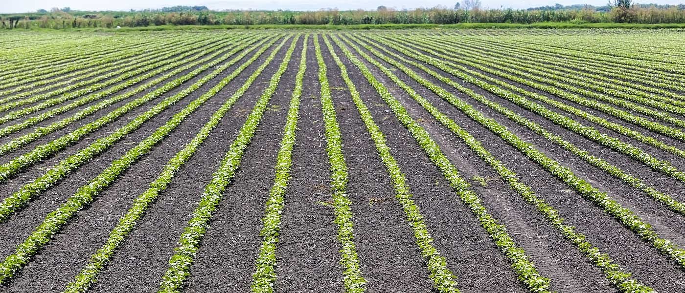 Ζιζάνια στο βαμβάκι: Τι πρέπει να προσέξουν οι παραγωγοί για αποτελεσματική αντιμετώπιση