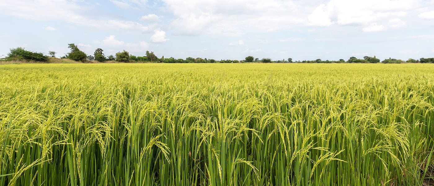 Ρύζι: Η ψευδοσπορά ως εργαλείο διαχείρισης ζιζανίων πριν τη σπορά