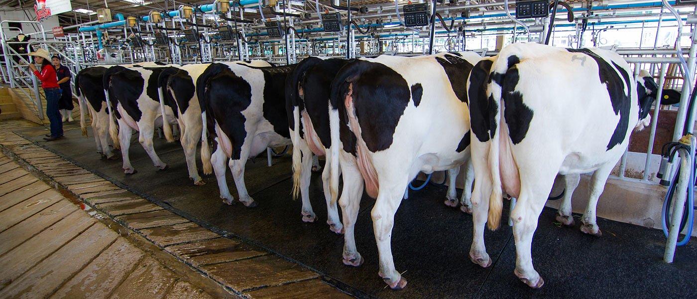 Ενημέρωση πολιτικών από αγελαδοτρόφους γαλακτοπαραγωγής για προβλήματα στις συνδεδεμένες, το γιαούρτι και τις ζωονόσους