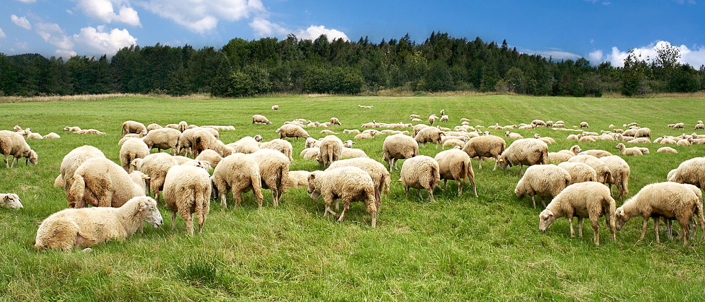 Αναστολή και ρύθμιση ασφαλιστικών εισφορών για κτηνοτρόφους λόγω μέτρων εξυγίανσης του ζωικού κεφαλαίου – Τι ισχύει