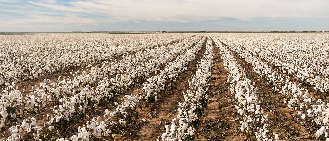 Μείωση αποτυπώματος άνθρακα σε αρόσιμες καλλιέργειες – τι προβλέπει η προδημοσίευση
