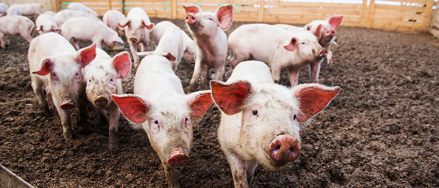 Όταν η ουρά “μιλάει”: τι κρύβει η συμπεριφορά του δαγκώματος στους χοίρους