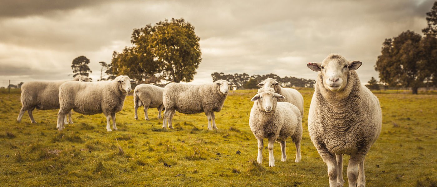 Τσιάρας: Αποζημίωση μόνο για τους συμμορφωμένους - Όποιος αγνοεί τα μέτρα βιοασφάλειας για την ευλογιά, χάνει την αποζημίωση