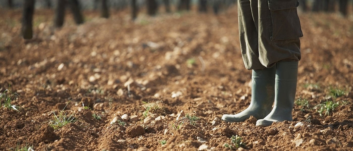 Ψευδοσπορά στα χειμερινά σιτηρά: Πώς μπορεί να μειώσει την πίεση από τα ζιζάνια