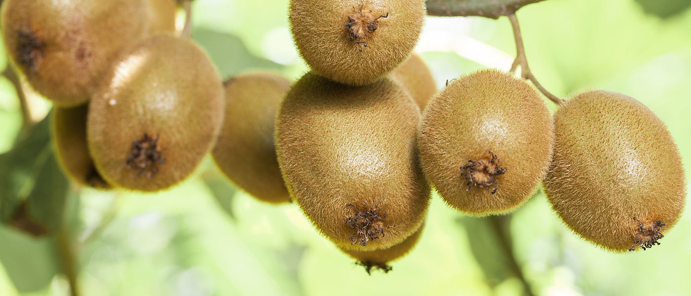 Αίτημα ένταξης του συστήματος υποστύλωσης «κρεβατίνα» της ακτινιδιάς στα αντιχαλαζικά του ΕΛΓΑ