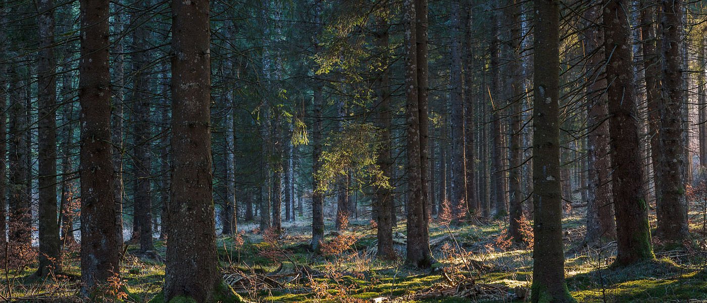 Μετά από 45 Χρόνια, Αλλάζει ο Εθνικός Χάρτης Κινδύνου Πυρκαγιών – τι ισχύει