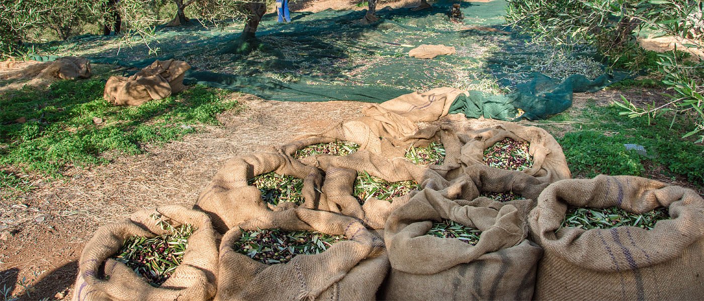 Οι παγίδες στην ελαιοσυγκομιδή — και πώς να τις αποφύγετε