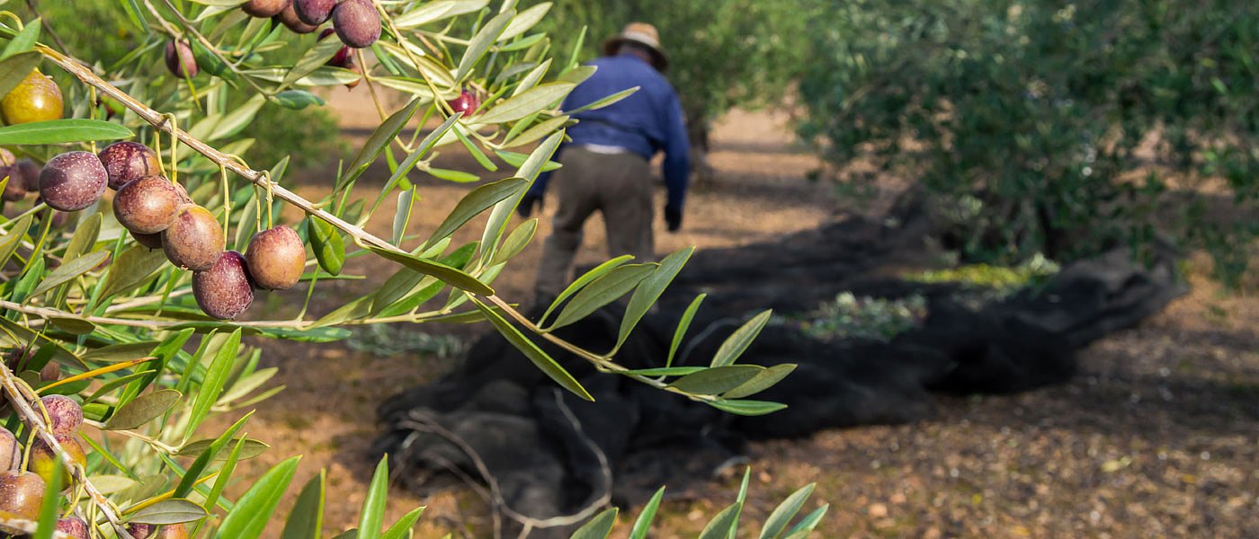Η τεχνολογία στη μάχη του δάκου