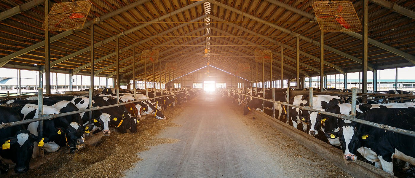 Μετάβαση από τη ξηρά στη γαλακτική περίοδο: Οδηγός για τον κτηνοτρόφο που θέλει αποδόσεις