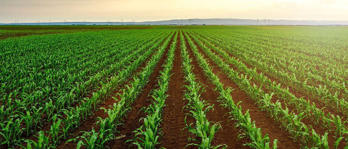 Ελμινθοσπόριο στον αραβόσιτο: πρόληψη πριν τη νέα καλλιέργεια