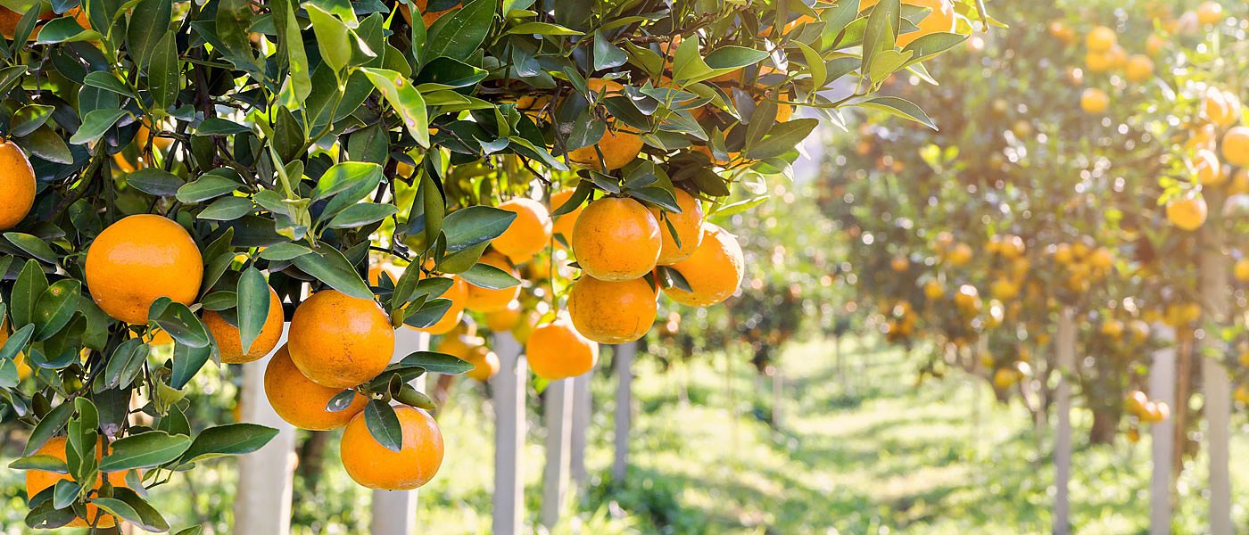 Ακανθώδης αλευρώδης στα εσπεριδοειδή: Ξεκίνησαν οι πτήσεις στη Θεσπρωτία – Τι πρέπει να κάνουν οι παραγωγοί