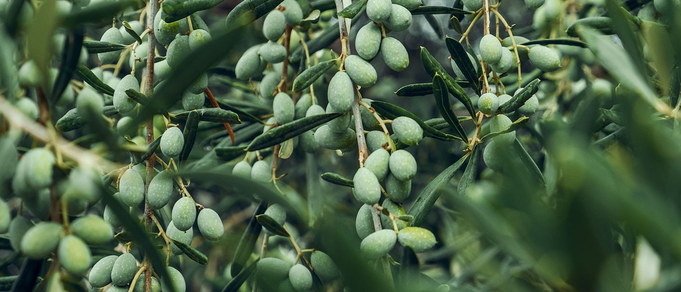 Δόθηκε παράταση εφαρμογής δήλωσης συγκομιδής ελαιοκάρπου, πρόστιμα δεν θα επιβάλλονται πριν από 1η Οκτωβρίου 2028