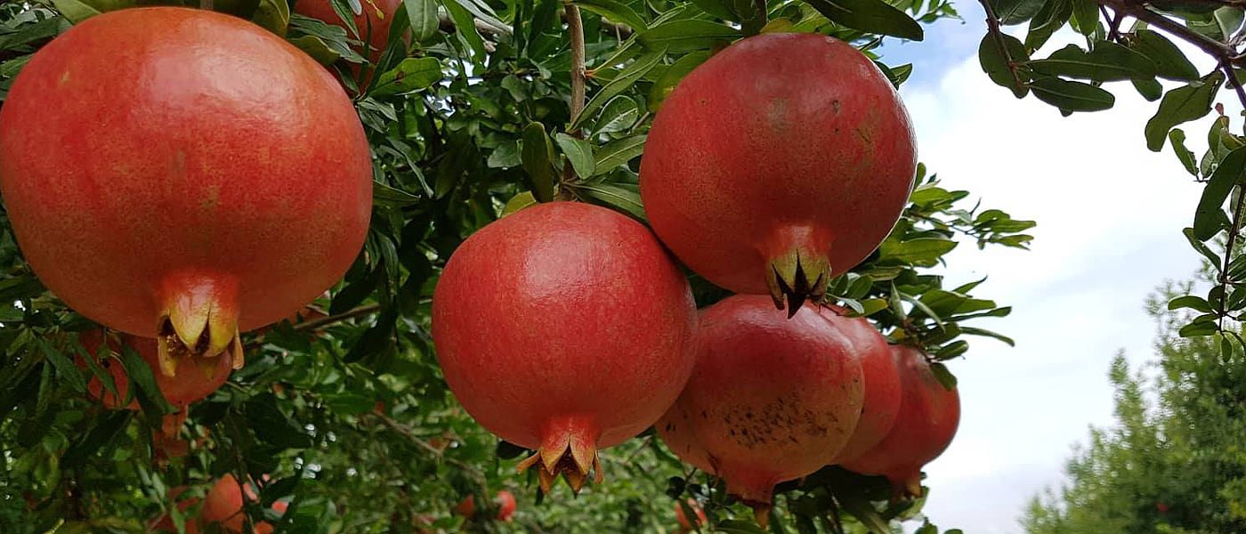 Μείωση ρεκόρ η παραγωγή ροδιών, το υψηλό κόστος φέρνει εγκατάλειψη, τιμές μέχρι 60 λεπτά η ποικιλία Wonderful